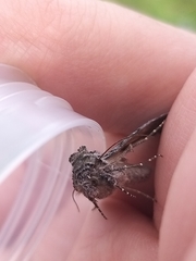 Syngrapha interrogationis