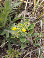 Odontarrhena obovata