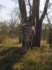 Equus quagga chapmani