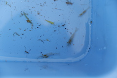 Macrobrachium lanchesteri