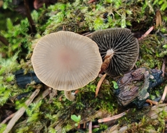 Panaeolus
