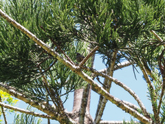Myzomela obscura