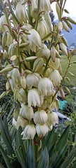 Yucca