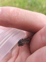 Syngrapha interrogationis