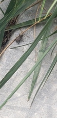 Cucujiformia