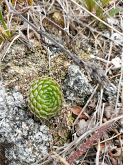 Orostachys spinosa