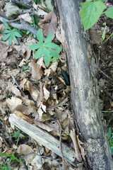 Carabus scabrosus tauricus