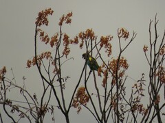 Poicephalus meyeri damarensis