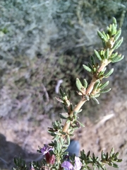 Frankenia repens
