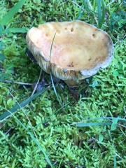 Lactifluus volemus