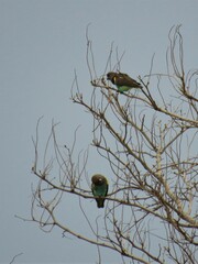 Poicephalus meyeri damarensis