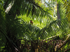Symposiachrus trivirgatus