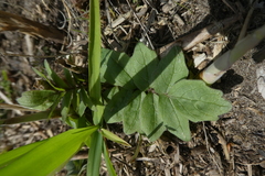 Valeriana officinalis
