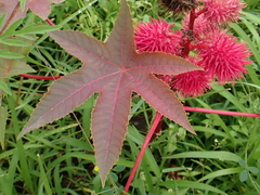 Ricinus communis