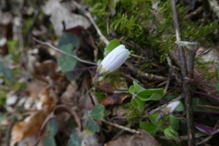 Oxalis acetosella