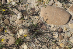 Leysera gnaphalodes