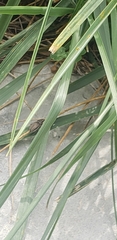 Cucujiformia