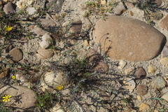 Leysera gnaphalodes