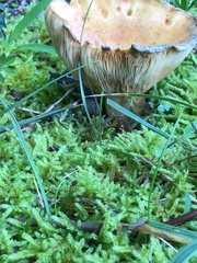 Lactifluus volemus