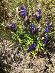 Gentiana pneumonanthe