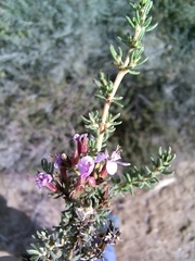 Frankenia repens