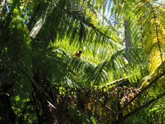 Symposiachrus trivirgatus