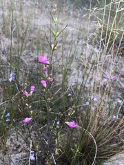 Agalinis purpurea