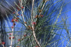 Allocasuarina gymnanthera