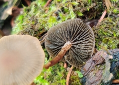 Panaeolus