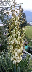 Yucca