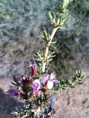 Frankenia repens