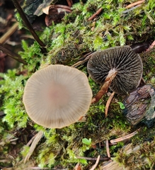 Panaeolus