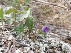 Viola dissecta