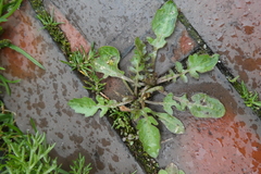 Rorippa