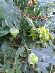 Andricus quercuscalicis