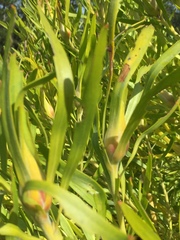 Leucadendron eucalyptifolium