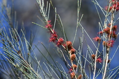 Allocasuarina gymnanthera
