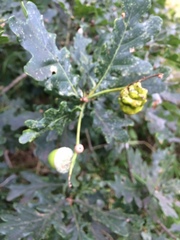 Andricus quercuscalicis