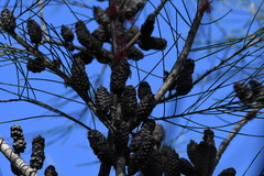Allocasuarina gymnanthera