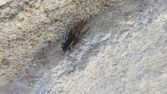 Gryllus pennsylvanicus