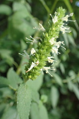 Agastache nepetoides