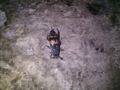 Nicrophorus mexicanus