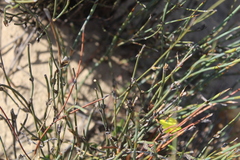 Willdenowia incurvata