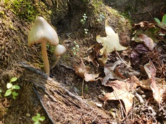 Entoloma strictius