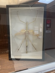 Megaphasma denticrus