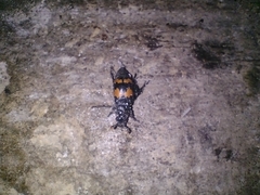 Nicrophorus mexicanus