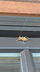 Camptonotus carolinensis