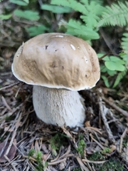 Boletaceae