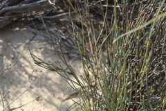 Willdenowia incurvata