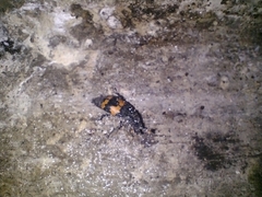 Nicrophorus mexicanus